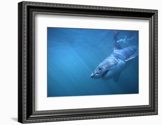 Great White Shark Swimming-DLILLC-Framed Photographic Print