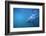 Great White Shark Swimming-DLILLC-Framed Photographic Print