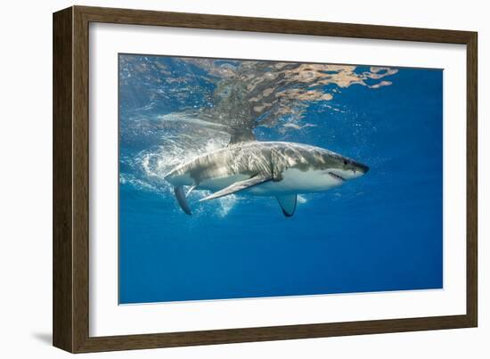 Great White Shark Underwater at Guadalupe Island, Mexico-Wildestanimal-Framed Photographic Print