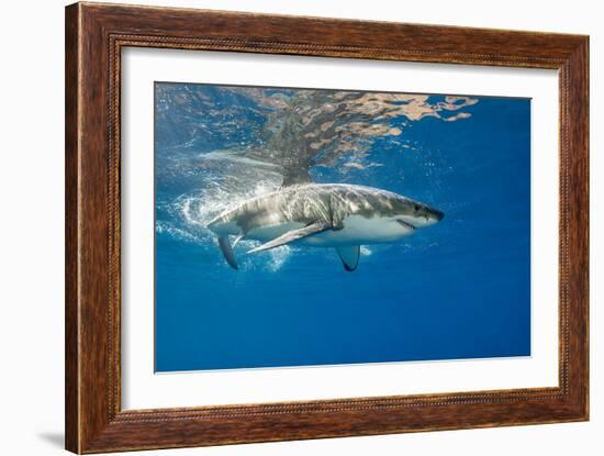 Great White Shark Underwater at Guadalupe Island, Mexico-Wildestanimal-Framed Photographic Print