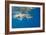 Great White Shark Underwater at Guadalupe Island, Mexico-Wildestanimal-Framed Photographic Print