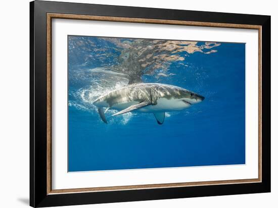 Great White Shark Underwater at Guadalupe Island, Mexico-Wildestanimal-Framed Photographic Print