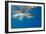 Great White Shark Underwater at Guadalupe Island, Mexico-Wildestanimal-Framed Photographic Print