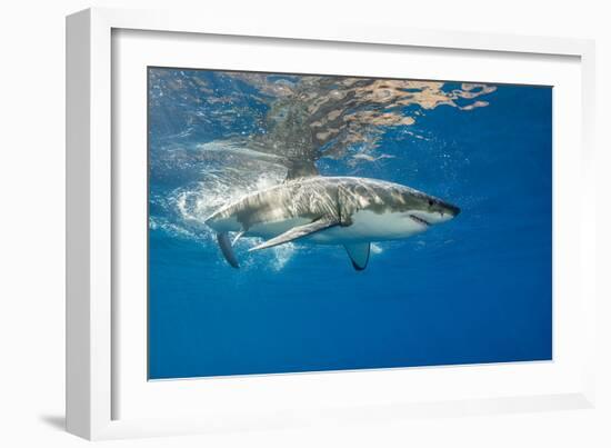 Great White Shark Underwater at Guadalupe Island, Mexico-Wildestanimal-Framed Photographic Print