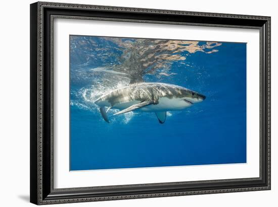 Great White Shark Underwater at Guadalupe Island, Mexico-Wildestanimal-Framed Photographic Print