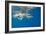 Great White Shark Underwater at Guadalupe Island, Mexico-Wildestanimal-Framed Photographic Print