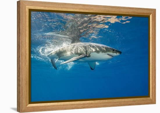 Great White Shark Underwater at Guadalupe Island, Mexico-Wildestanimal-Framed Premier Image Canvas