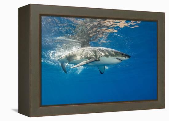 Great White Shark Underwater at Guadalupe Island, Mexico-Wildestanimal-Framed Premier Image Canvas