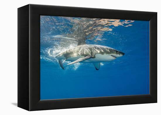 Great White Shark Underwater at Guadalupe Island, Mexico-Wildestanimal-Framed Premier Image Canvas