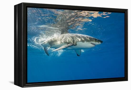 Great White Shark Underwater at Guadalupe Island, Mexico-Wildestanimal-Framed Premier Image Canvas