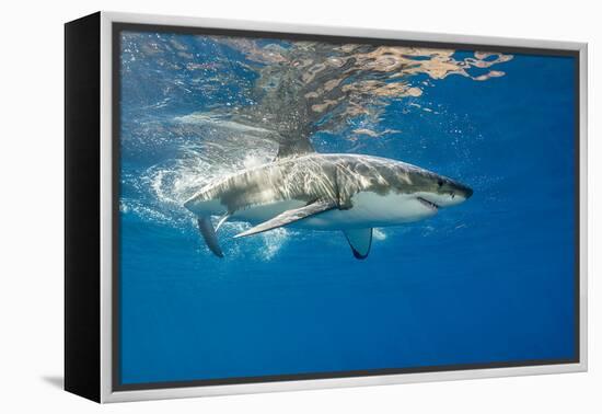 Great White Shark Underwater at Guadalupe Island, Mexico-Wildestanimal-Framed Premier Image Canvas