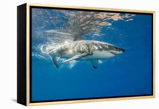 Great White Shark Underwater at Guadalupe Island, Mexico-Wildestanimal-Framed Premier Image Canvas