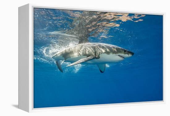 Great White Shark Underwater at Guadalupe Island, Mexico-Wildestanimal-Framed Premier Image Canvas