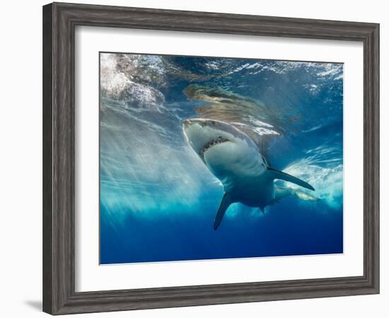 Great White Shark Underwater at Guadalupe Island, Mexico-Wildestanimal-Framed Photographic Print