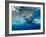 Great White Shark Underwater at Guadalupe Island, Mexico-Wildestanimal-Framed Photographic Print