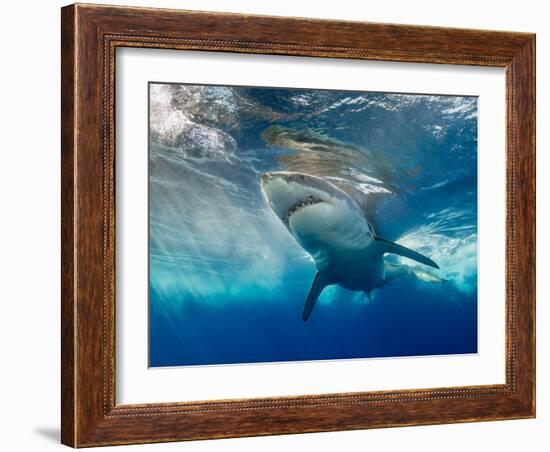 Great White Shark Underwater at Guadalupe Island, Mexico-Wildestanimal-Framed Photographic Print