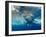 Great White Shark Underwater at Guadalupe Island, Mexico-Wildestanimal-Framed Photographic Print