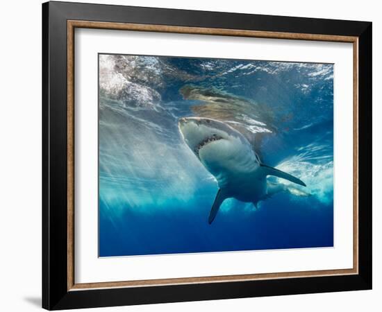 Great White Shark Underwater at Guadalupe Island, Mexico-Wildestanimal-Framed Photographic Print