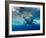 Great White Shark Underwater at Guadalupe Island, Mexico-Wildestanimal-Framed Photographic Print