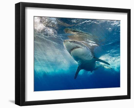 Great White Shark Underwater at Guadalupe Island, Mexico-Wildestanimal-Framed Photographic Print