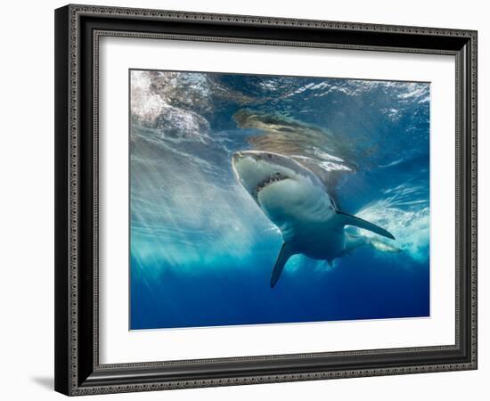 Great White Shark Underwater at Guadalupe Island, Mexico-Wildestanimal-Framed Photographic Print