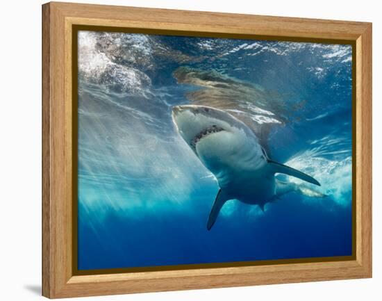 Great White Shark Underwater at Guadalupe Island, Mexico-Wildestanimal-Framed Premier Image Canvas