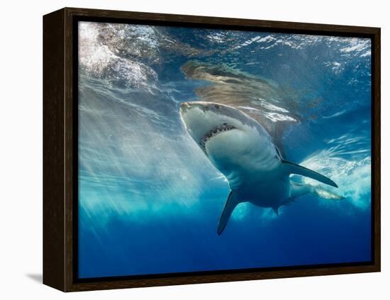 Great White Shark Underwater at Guadalupe Island, Mexico-Wildestanimal-Framed Premier Image Canvas