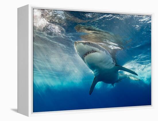 Great White Shark Underwater at Guadalupe Island, Mexico-Wildestanimal-Framed Premier Image Canvas