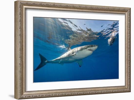 Great White Shark Underwater at Guadalupe Island, Mexico-Wildestanimal-Framed Photographic Print