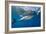 Great White Shark Underwater at Guadalupe Island, Mexico-Wildestanimal-Framed Photographic Print