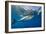 Great White Shark Underwater at Guadalupe Island, Mexico-Wildestanimal-Framed Photographic Print