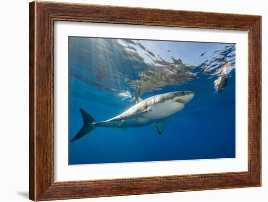 Great White Shark Underwater at Guadalupe Island, Mexico-Wildestanimal-Framed Photographic Print