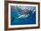 Great White Shark Underwater at Guadalupe Island, Mexico-Wildestanimal-Framed Photographic Print