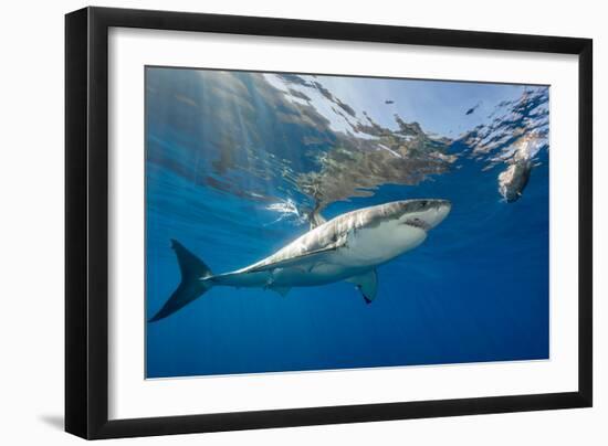 Great White Shark Underwater at Guadalupe Island, Mexico-Wildestanimal-Framed Photographic Print