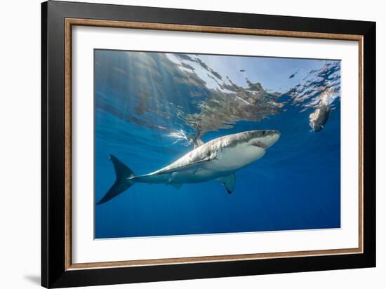 Great White Shark Underwater at Guadalupe Island, Mexico-Wildestanimal-Framed Photographic Print