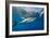 Great White Shark Underwater at Guadalupe Island, Mexico-Wildestanimal-Framed Photographic Print