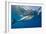 Great White Shark Underwater at Guadalupe Island, Mexico-Wildestanimal-Framed Photographic Print