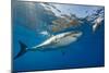 Great White Shark Underwater at Guadalupe Island, Mexico-Wildestanimal-Mounted Photographic Print