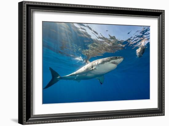 Great White Shark Underwater at Guadalupe Island, Mexico-Wildestanimal-Framed Photographic Print