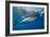 Great White Shark Underwater at Guadalupe Island, Mexico-Wildestanimal-Framed Photographic Print