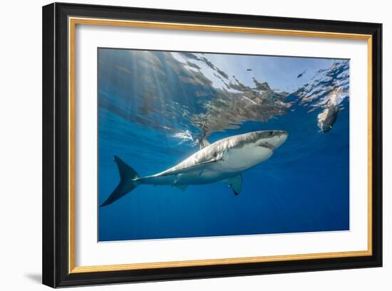 Great White Shark Underwater at Guadalupe Island, Mexico-Wildestanimal-Framed Photographic Print