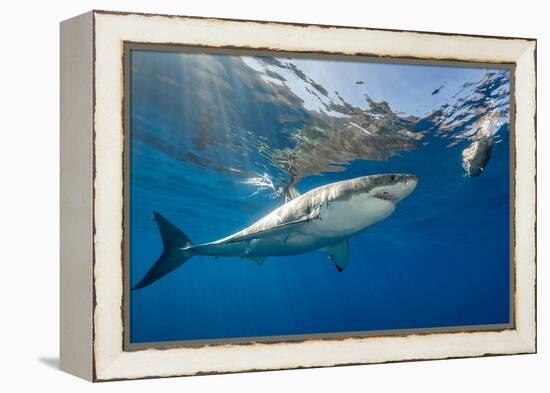 Great White Shark Underwater at Guadalupe Island, Mexico-Wildestanimal-Framed Premier Image Canvas