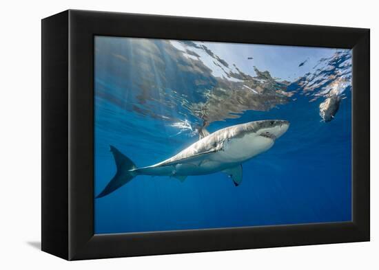 Great White Shark Underwater at Guadalupe Island, Mexico-Wildestanimal-Framed Premier Image Canvas