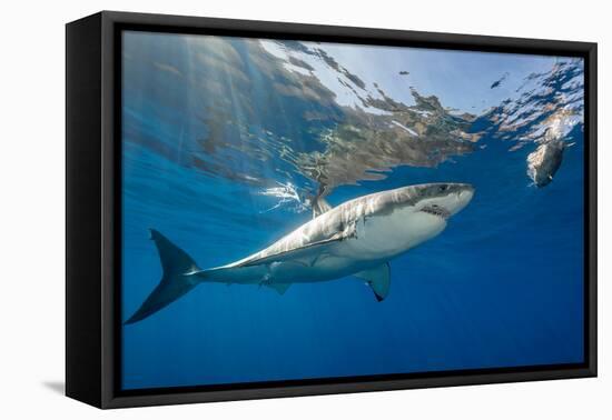 Great White Shark Underwater at Guadalupe Island, Mexico-Wildestanimal-Framed Premier Image Canvas