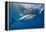 Great White Shark Underwater at Guadalupe Island, Mexico-Wildestanimal-Framed Premier Image Canvas