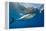 Great White Shark Underwater at Guadalupe Island, Mexico-Wildestanimal-Framed Premier Image Canvas