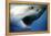 Great White Shark with Mouth Wide Open-null-Framed Premier Image Canvas