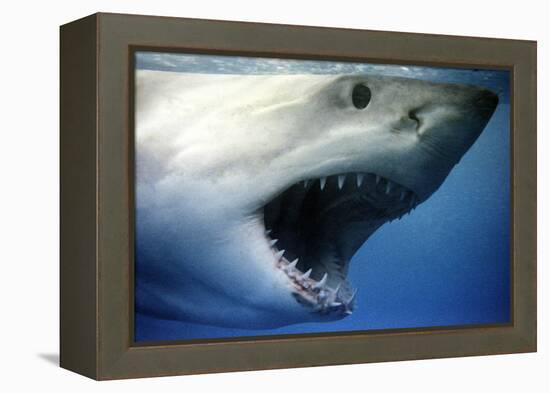 Great White Shark with Mouth Wide Open-null-Framed Premier Image Canvas