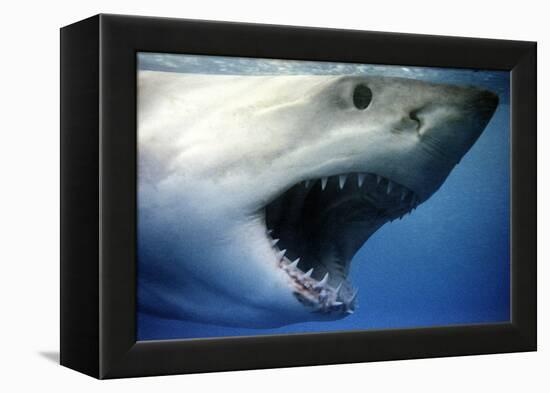 Great White Shark with Mouth Wide Open-null-Framed Premier Image Canvas