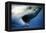 Great White Shark with Mouth Wide Open-null-Framed Premier Image Canvas